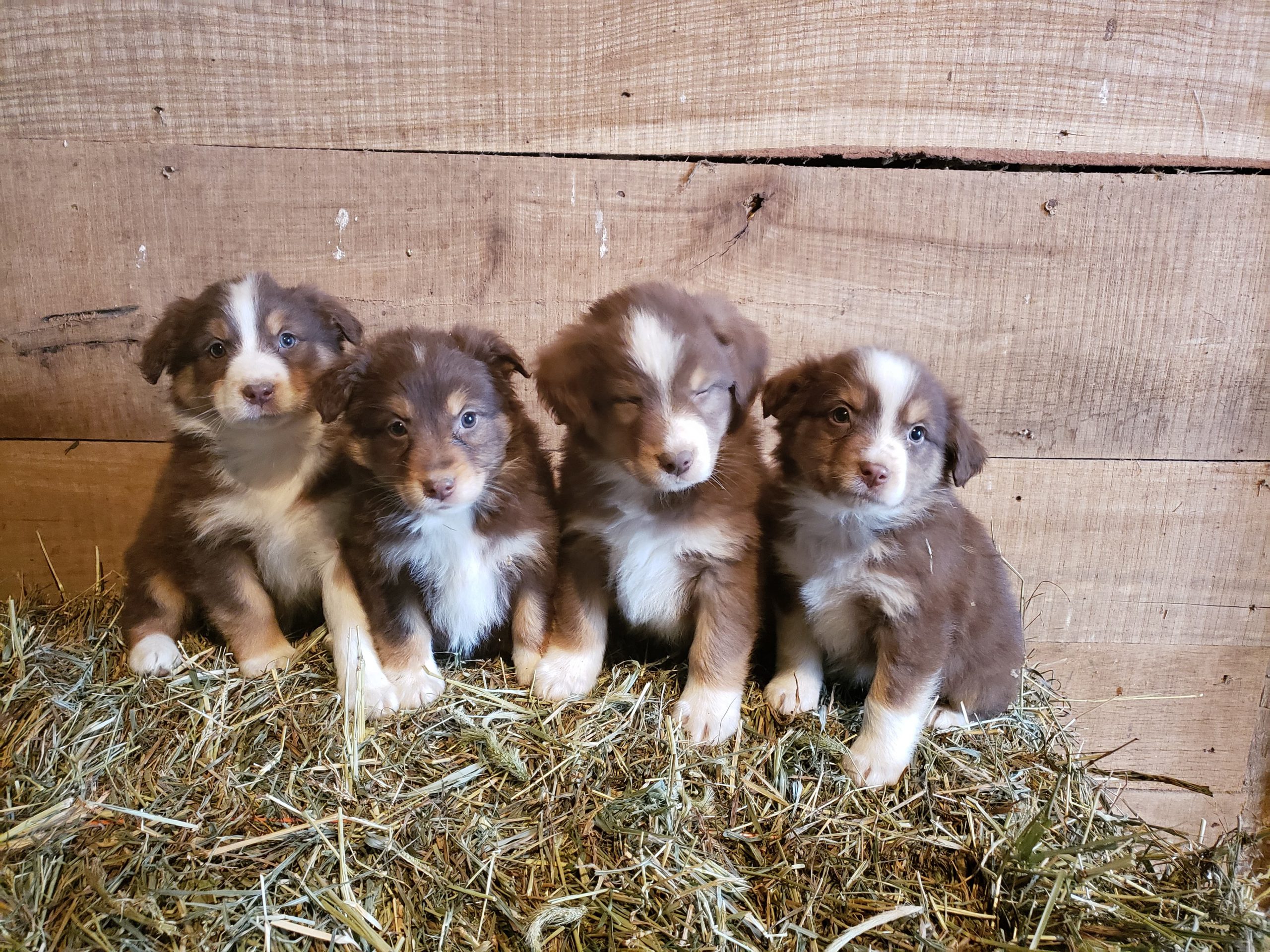 Check Out Our Available Puppies!